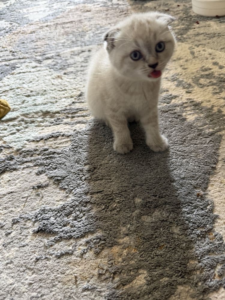 Маленький котят три штуки