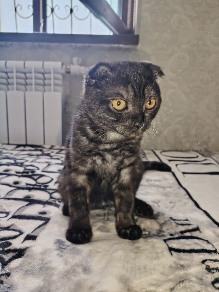 кот породистый шотландский коротко шерстяные black smok