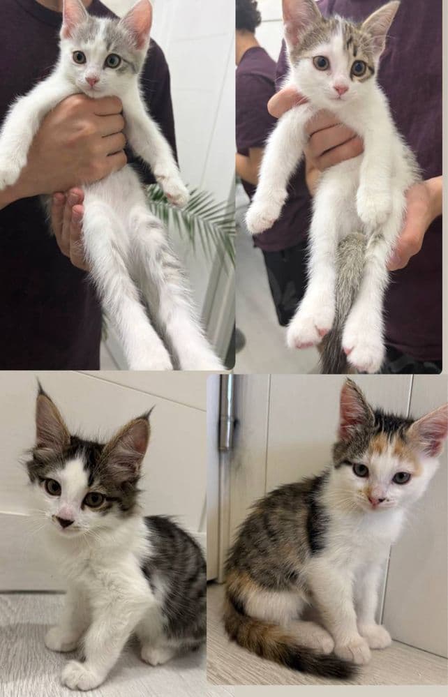 Ищем дом котятам