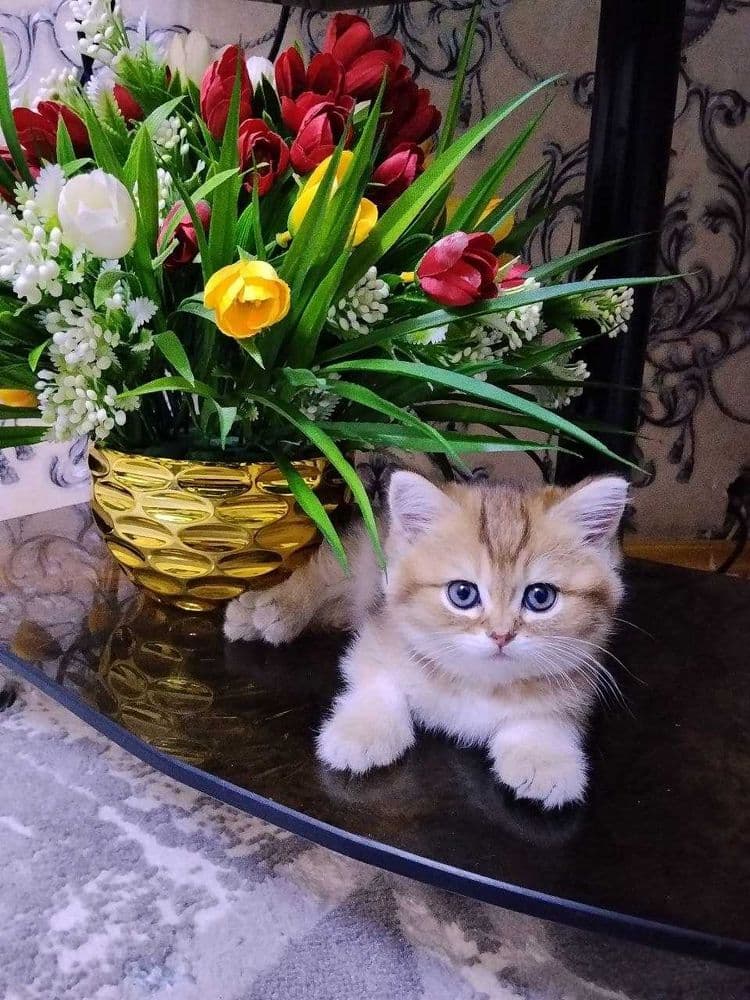 Котёнок британская шиншилла