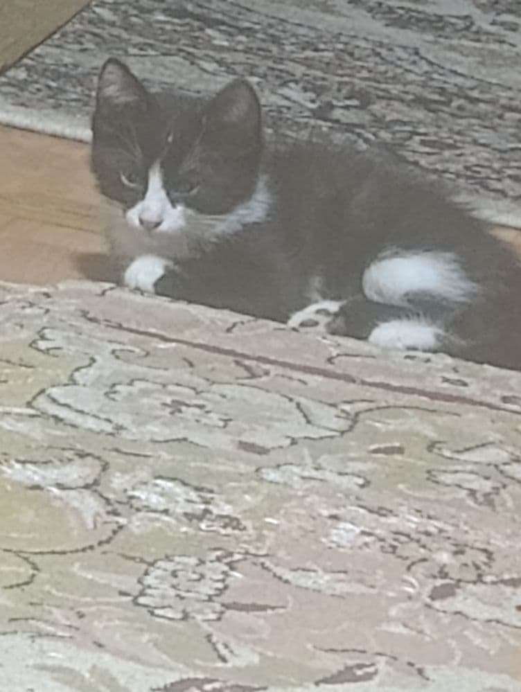 Кора ок мушукча уй