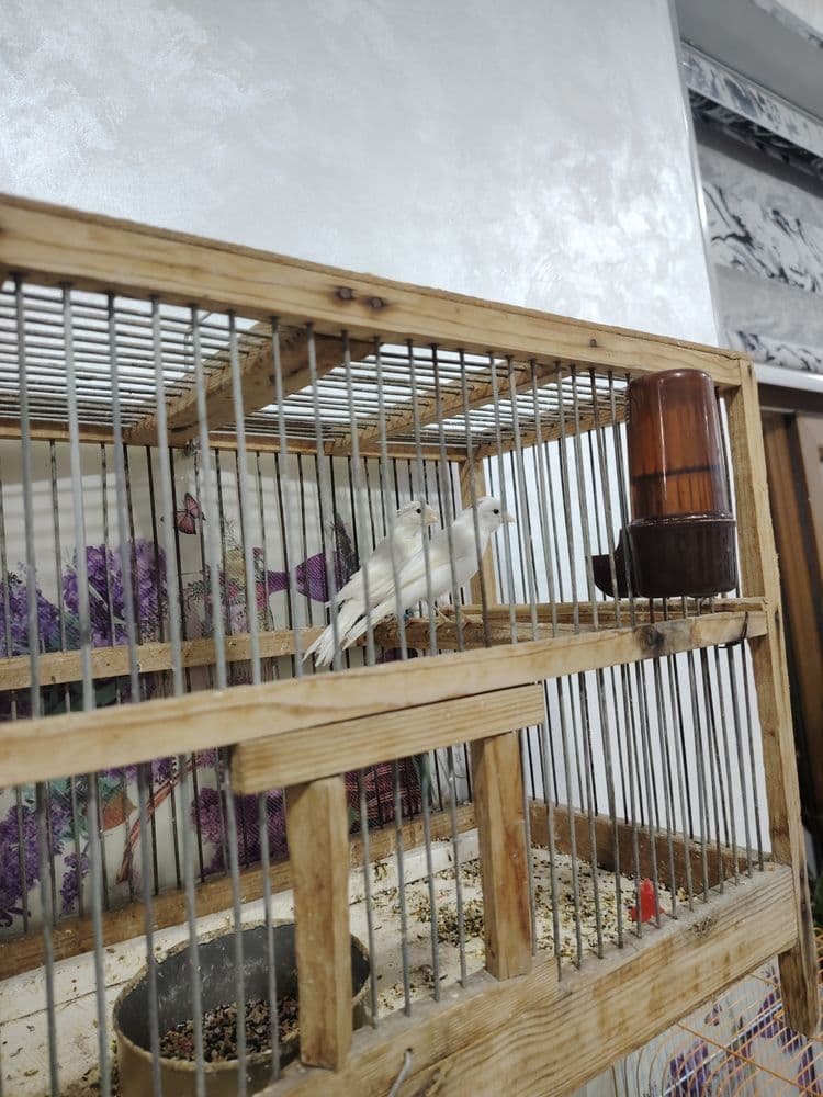 4 ta har xil turdagi kanreykalar sotiladi