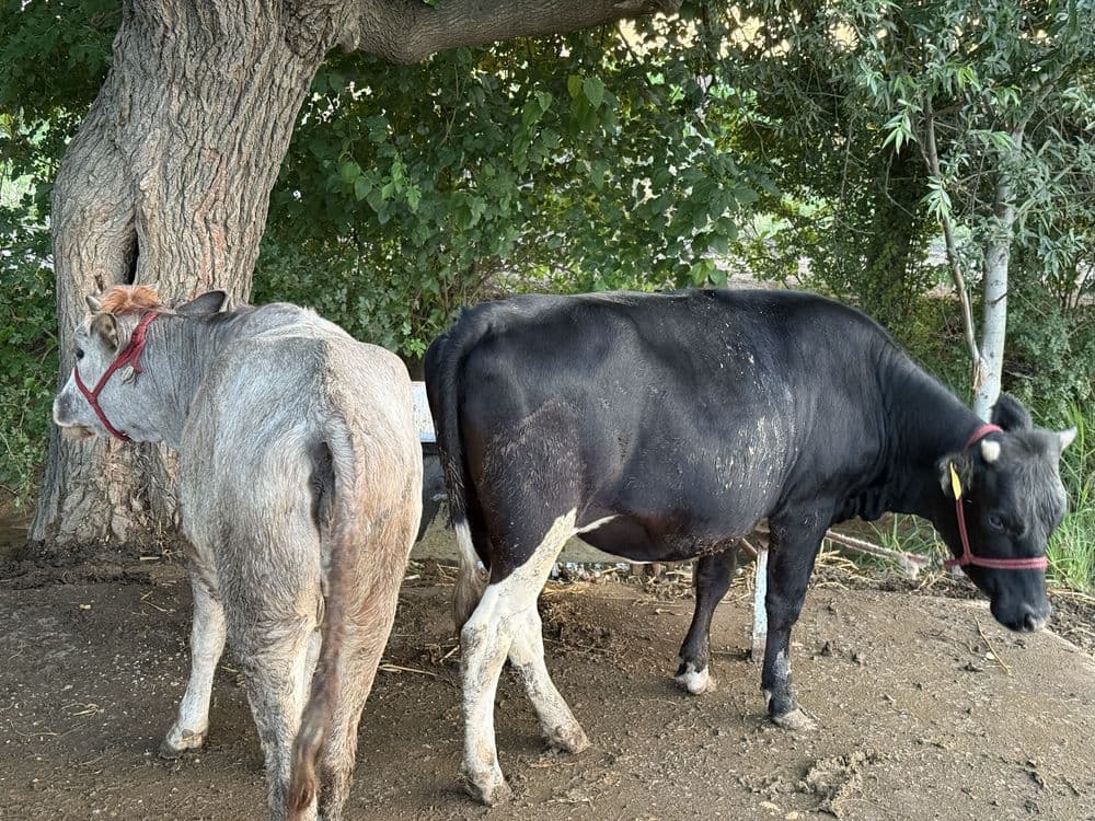 Gonajinlar sotiladi
