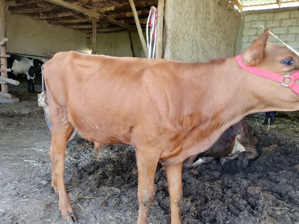 Zotdor limuzin mol sotiladi. Narxi yana kelishiladi