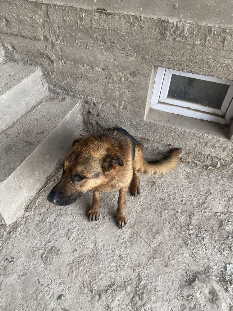 It sotiladi srochna zoti abcharka