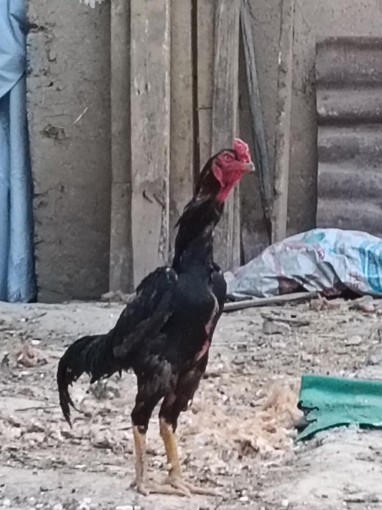 Bobo horoz 14 oylik