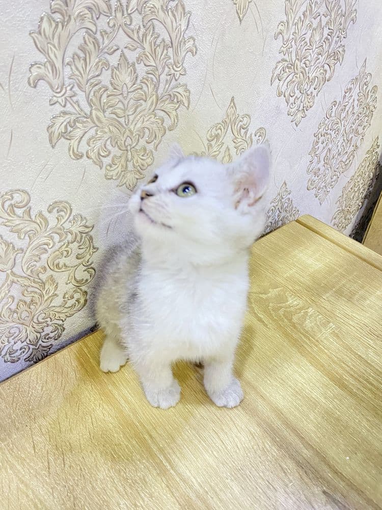 Серебристая шиншила