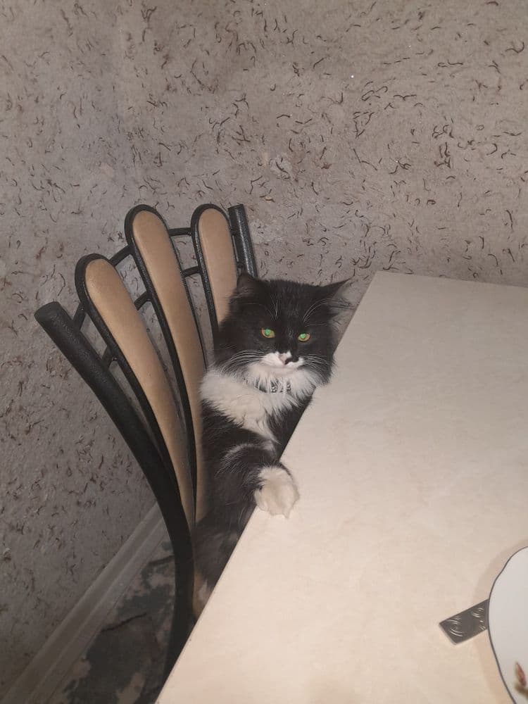 1 yil 3 oyli ugʻil