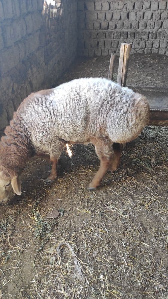 Quylar sotiladi zotga qiziqqanlar bulsa yeb ichiga garantiya