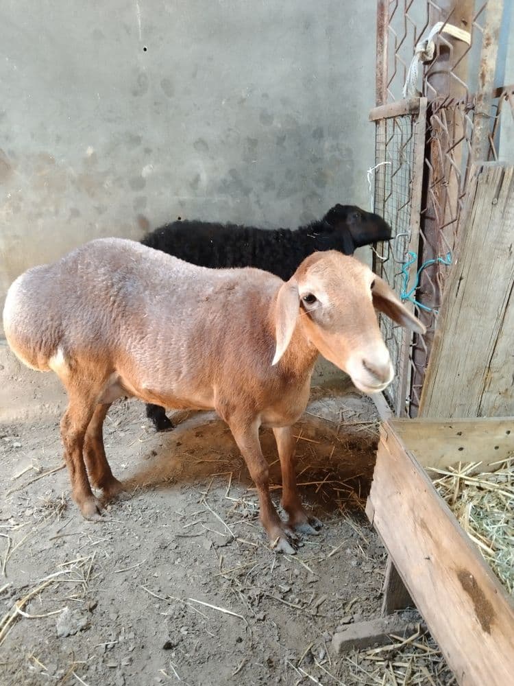 Ona bola qoy sotiladi