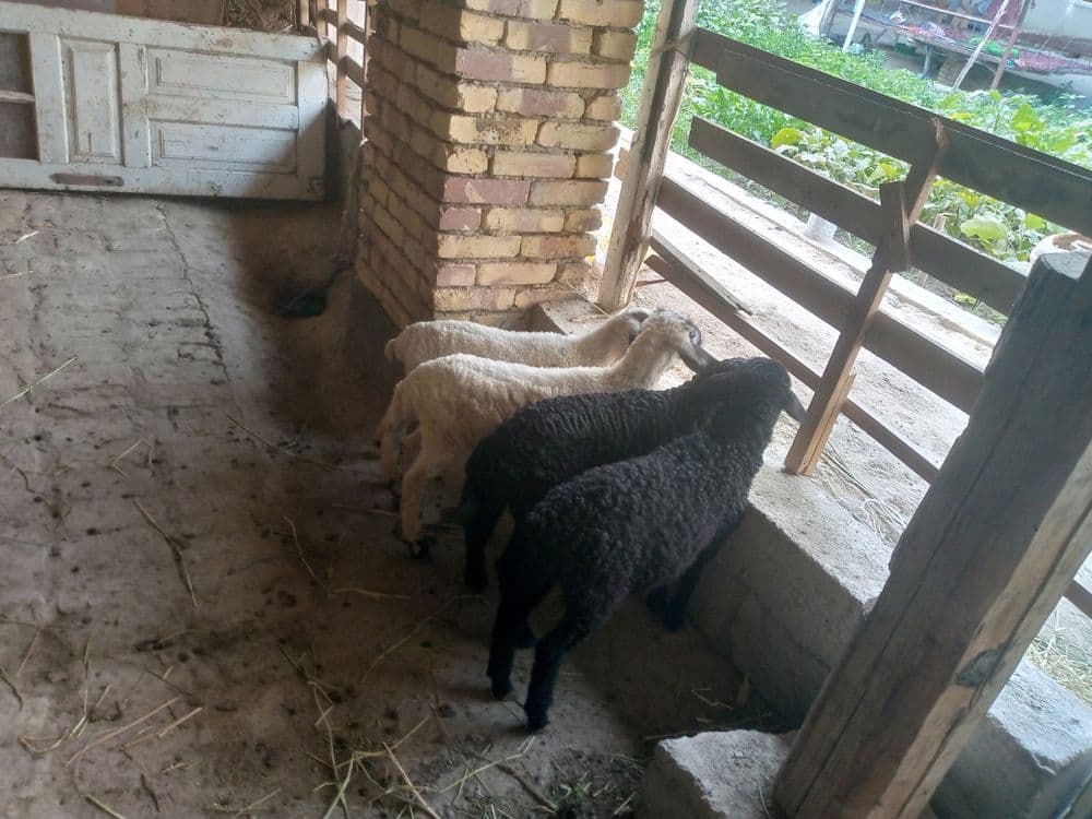 Duraga barralar sotiladi