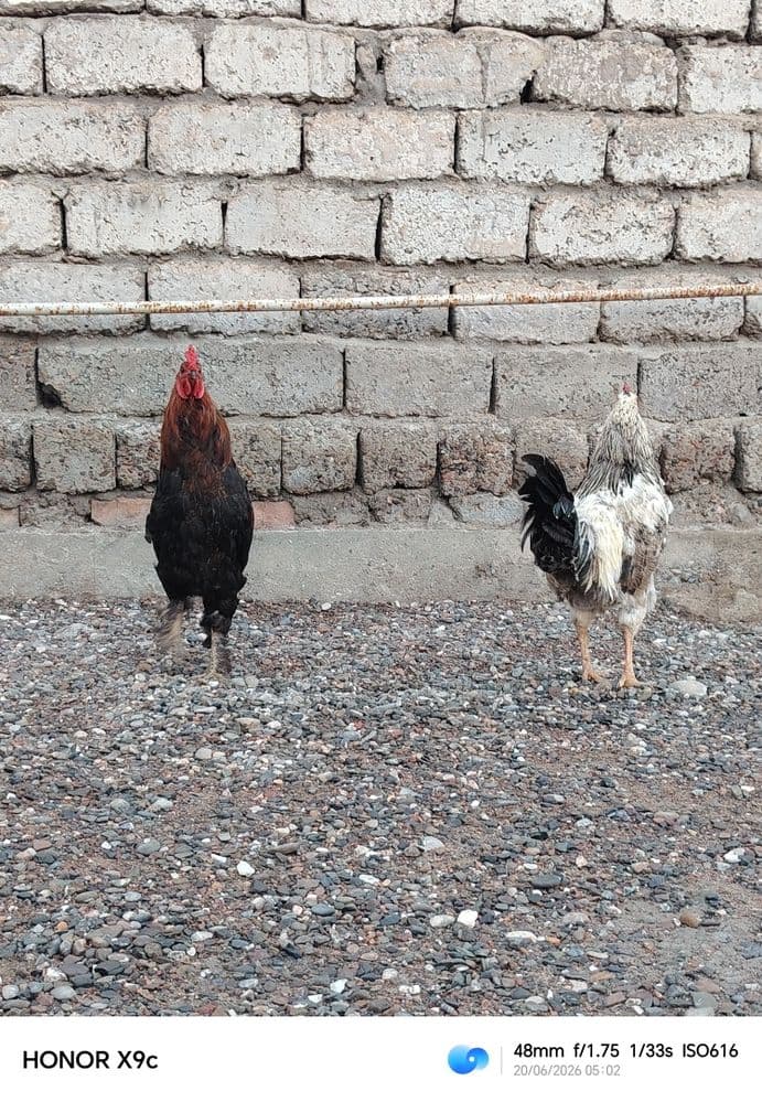 Xorozlar sotladi yosh soglom