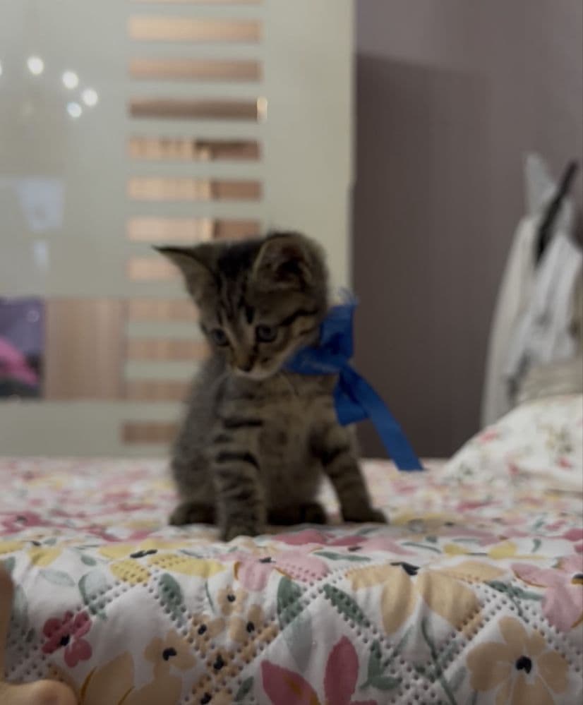 Милый красивый котёнок