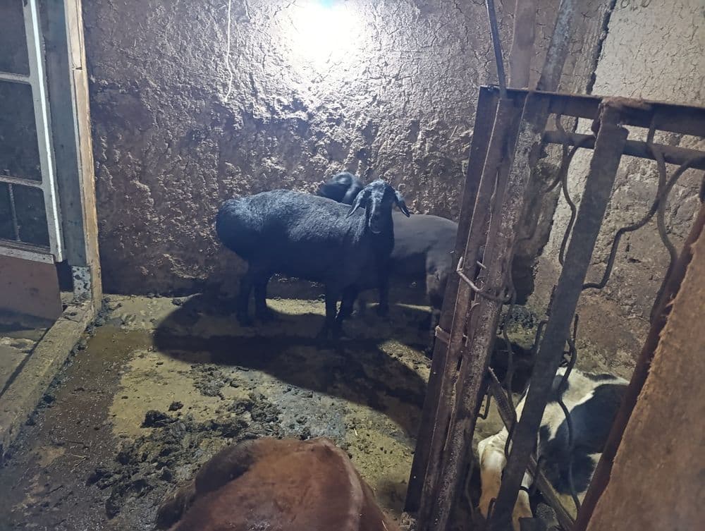 Qora qòy ona bola sotiladi