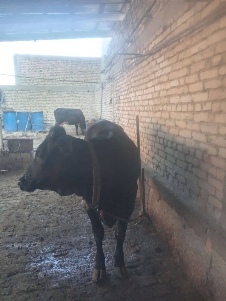Qoramol simmental buqa