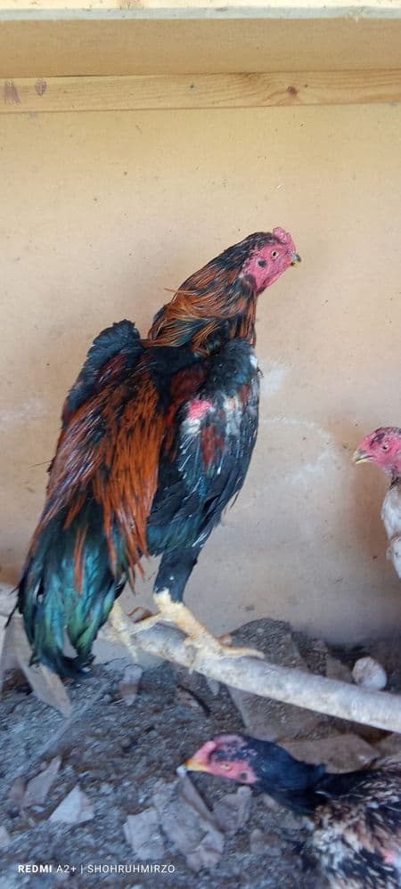 Shamo dakanlari zoʻr xoʻrozlarni oʻldirgan bular