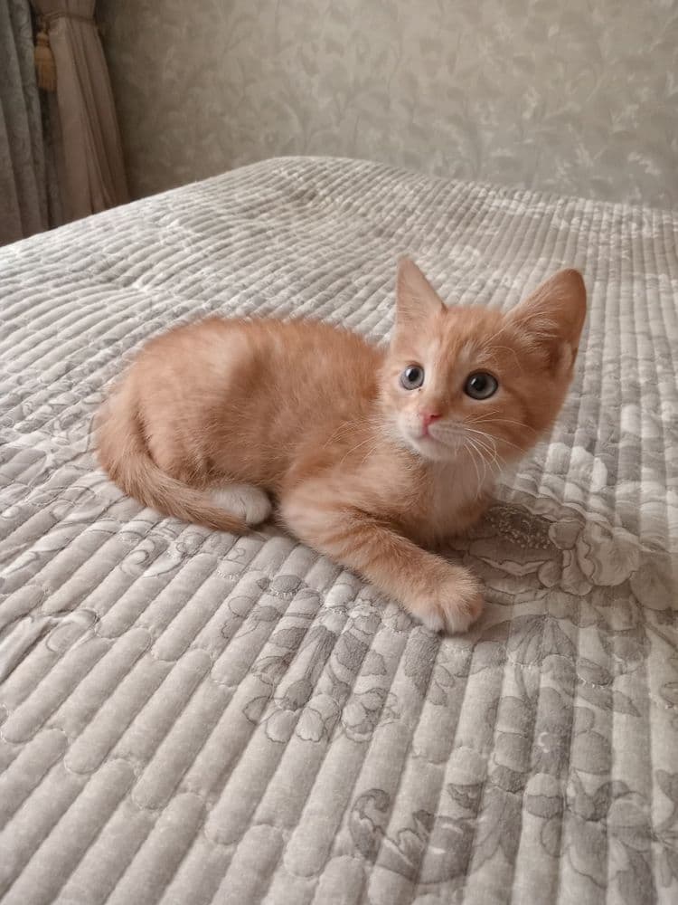 Котенок рыжий в ответственные руки