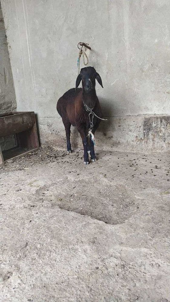 кузи кочкор сотилади