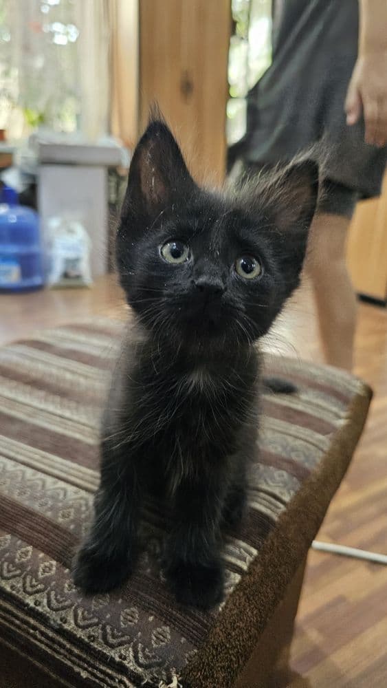 Красивые котята на половину Мейн-кун