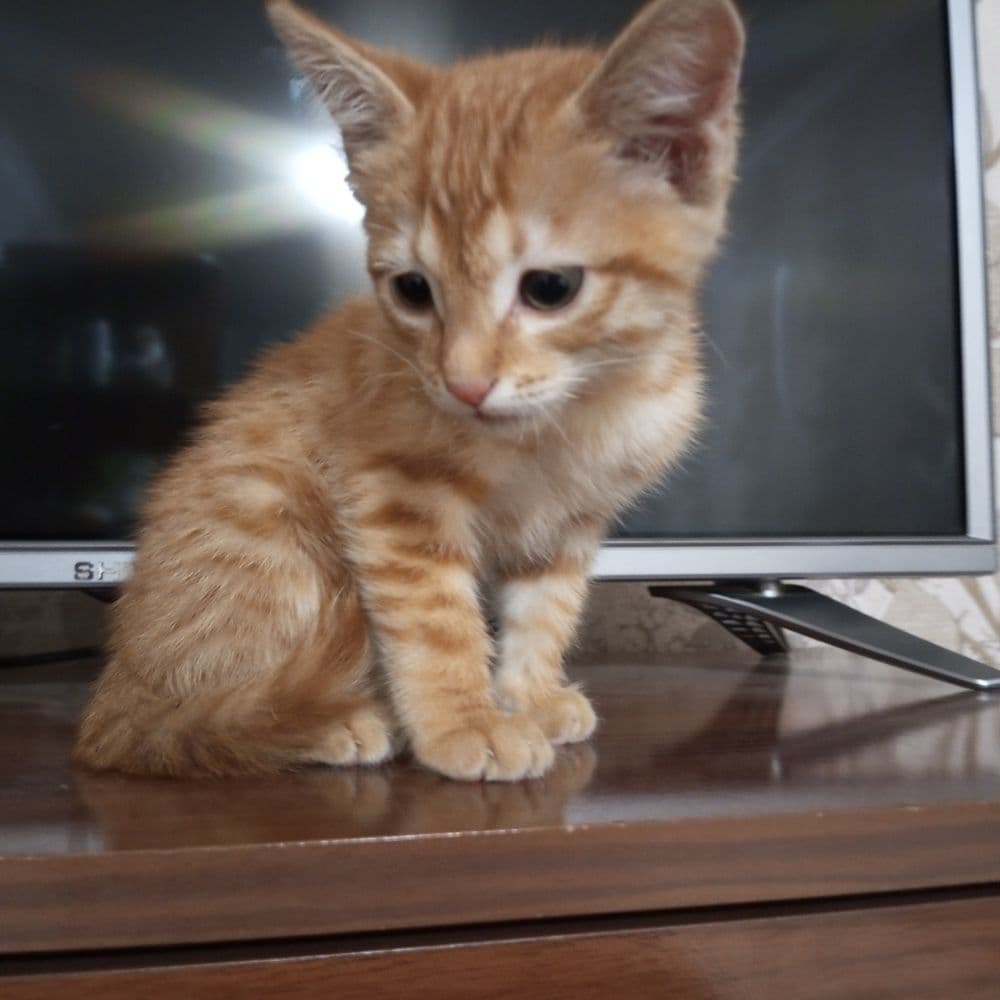 Отдам котика в добрые руки.