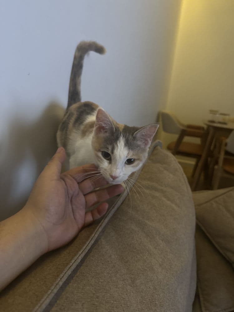 Кошка пароду незнаю