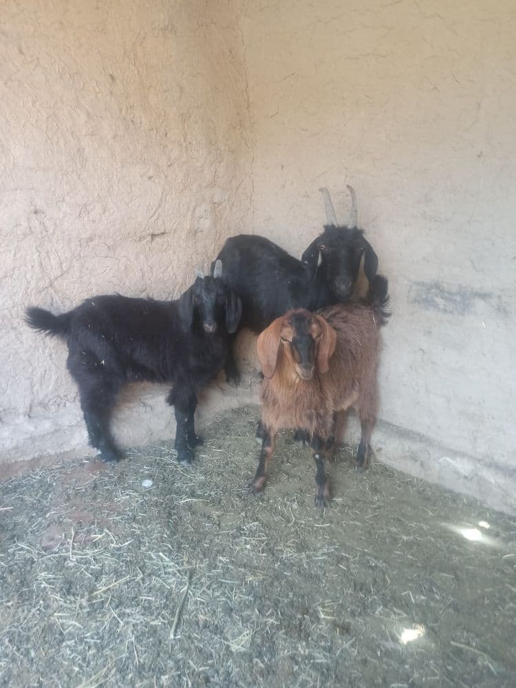 Ona bola echki bachalari avĝon