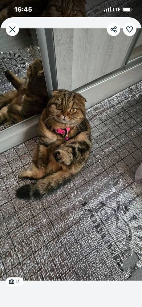 Mehribon oilaga beramiz