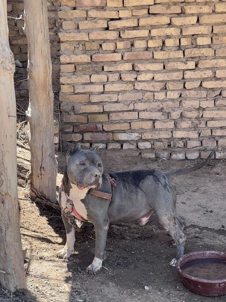 Pitbull erkak it