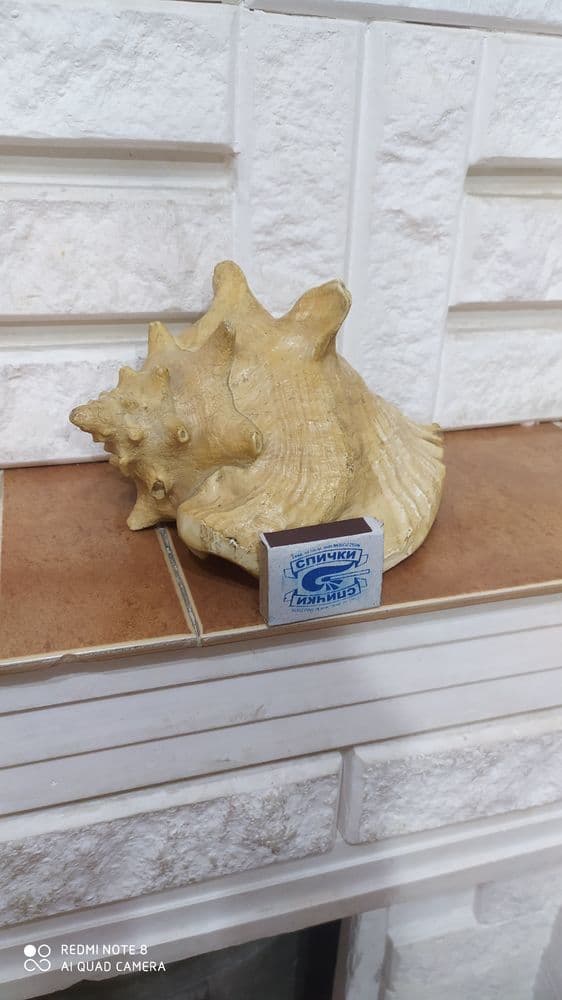 Продаётся настоящая морская ракушка