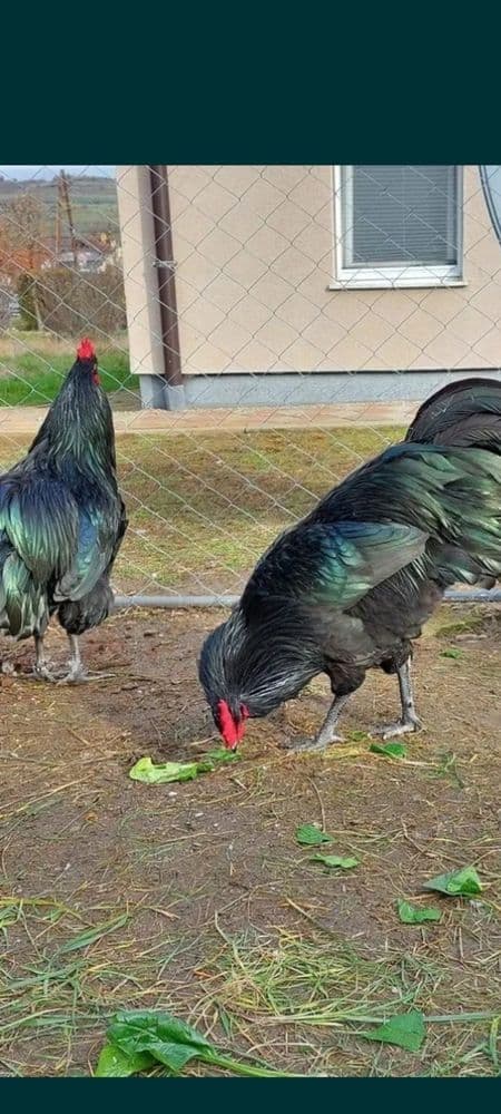 Австралоп Руминя, ва гигант кора шагзода жожалари сотилади.