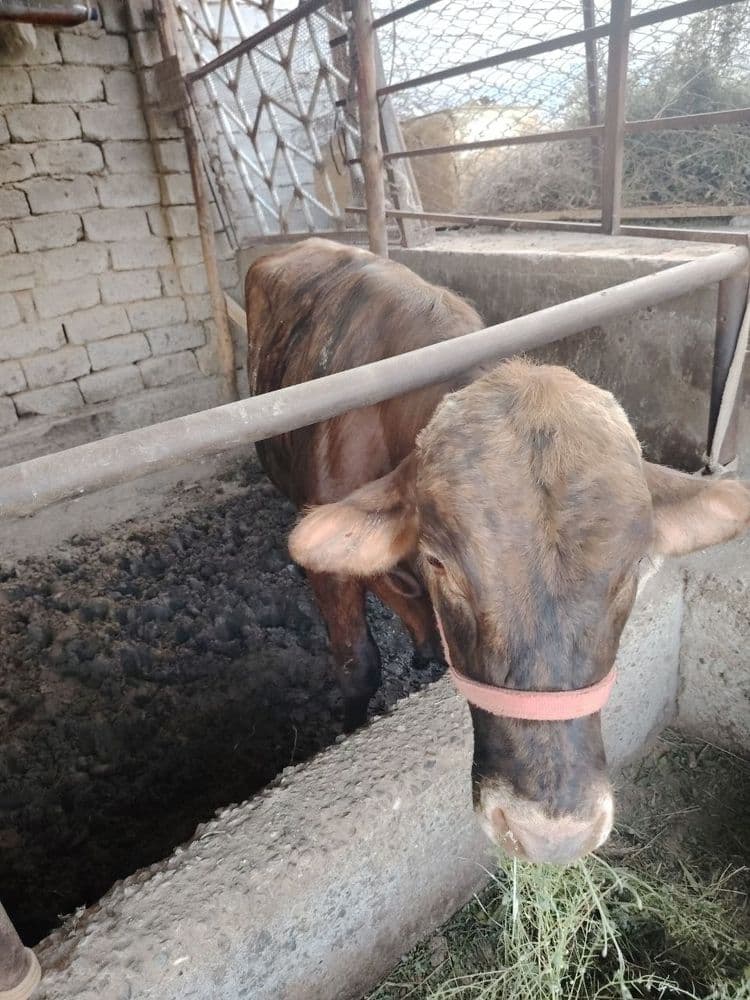 5 qora mollar sotiladi yeb ichishi zur narxi kelishamiz
