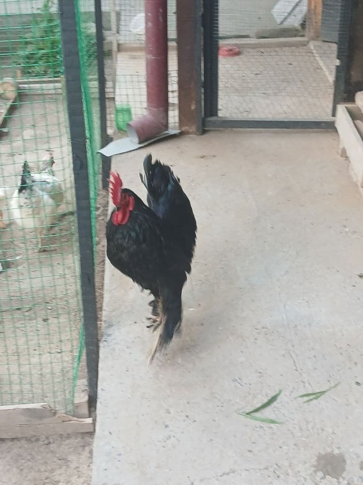Qora shahzoda jufti bilan