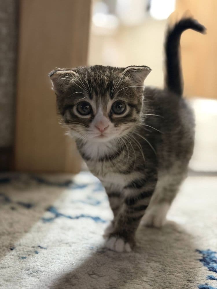 Скотиш фолд девочка