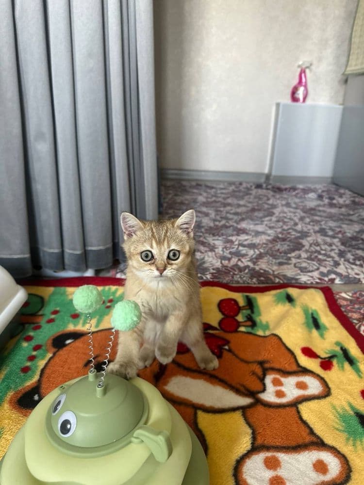 Mushuk parodiyasi alo yahshi boqilgan