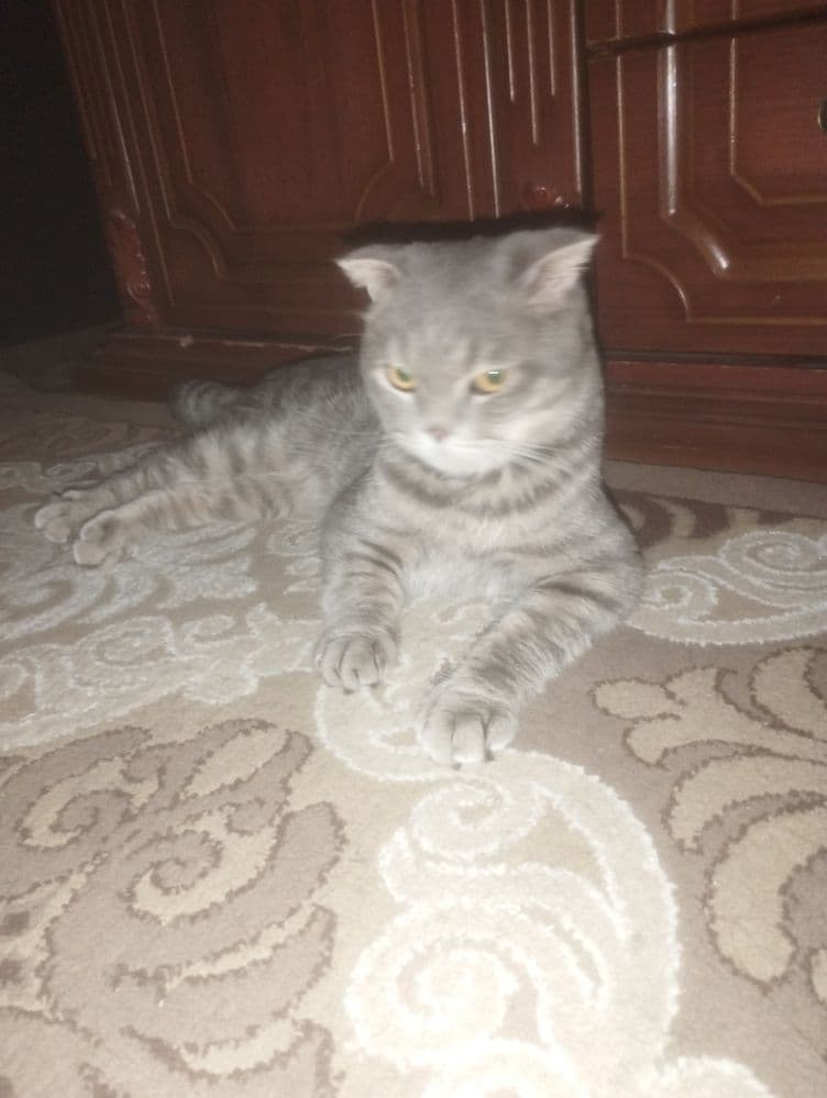 Кошка Бельгийский...