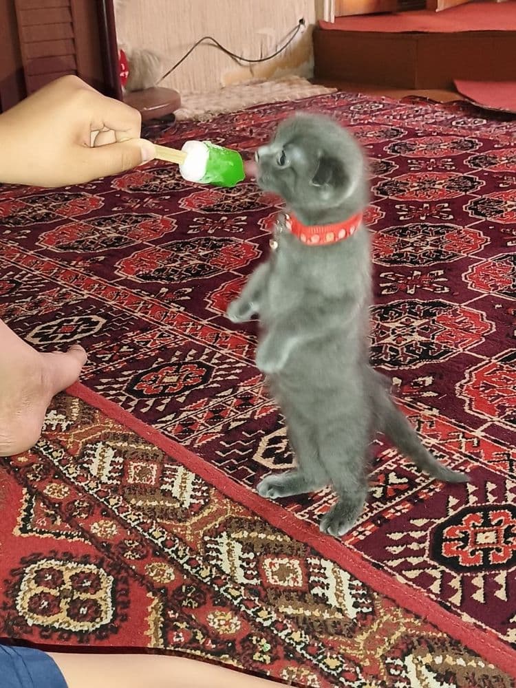 3oylik mushuk sotiladi