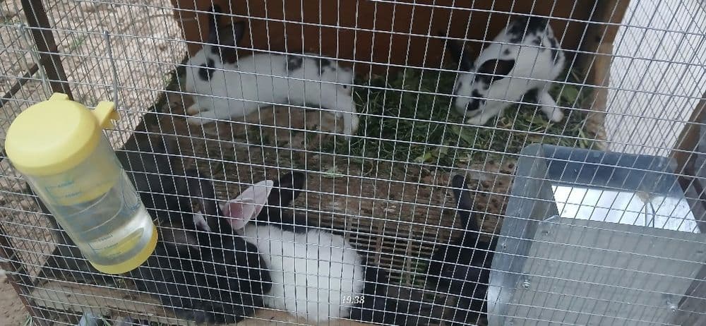 Куёнлар сотилади нархи 35 минг сум