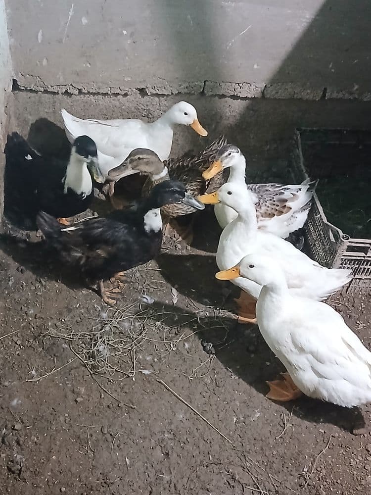 O‘rdaklar sotiladi