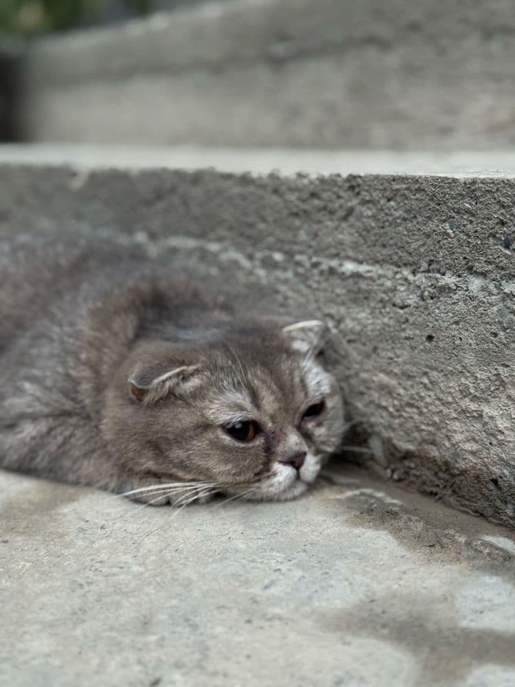 Скотиш страйт британский