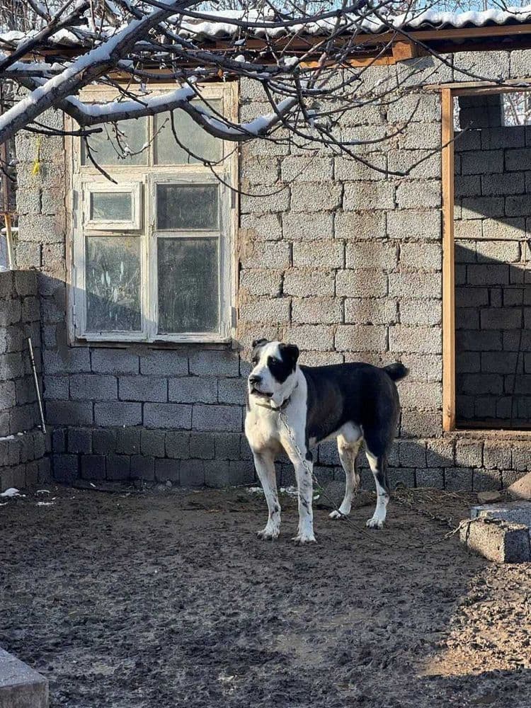 Кобель Алабая для вязки
