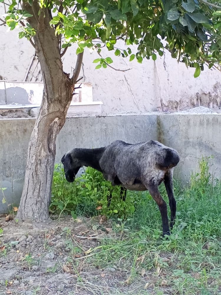 Bugoz qazoqi sotiladi