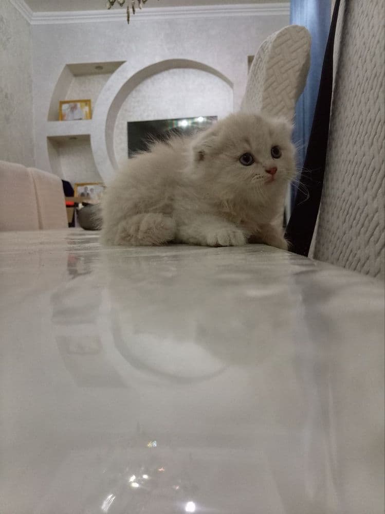 Продаются котята шотландской породы!