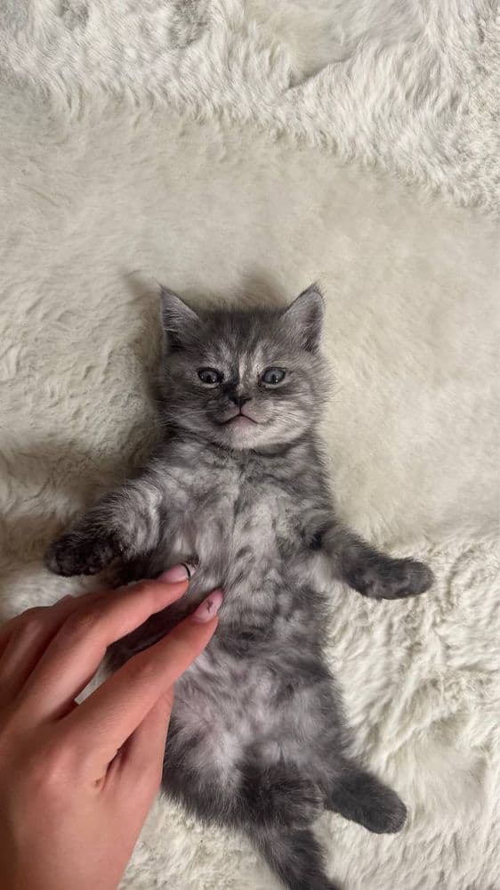 Отдам в породистого котёнка в хорошие руки