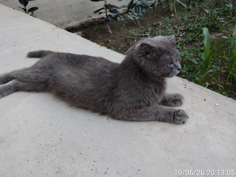 Scottish fold zotli mushuk