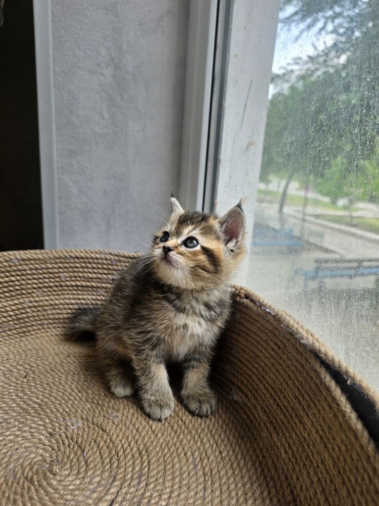 Продаются котята скотиш страйт и скотиш фолд