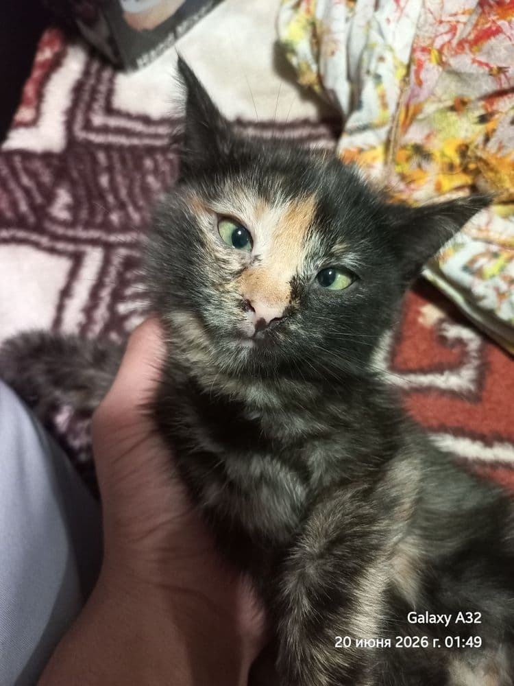 Котёнок 2,5 месяцев