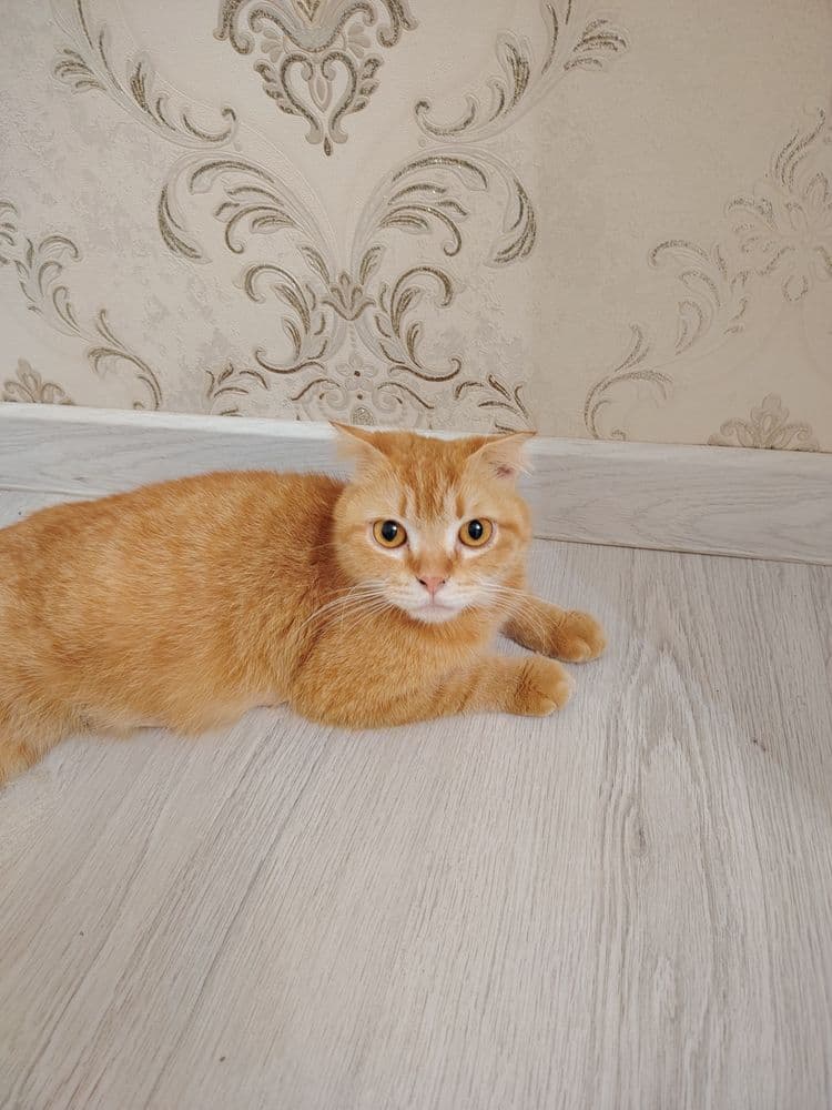 Котята скот иш фолд