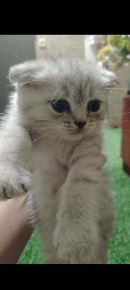 Срочно продам котят