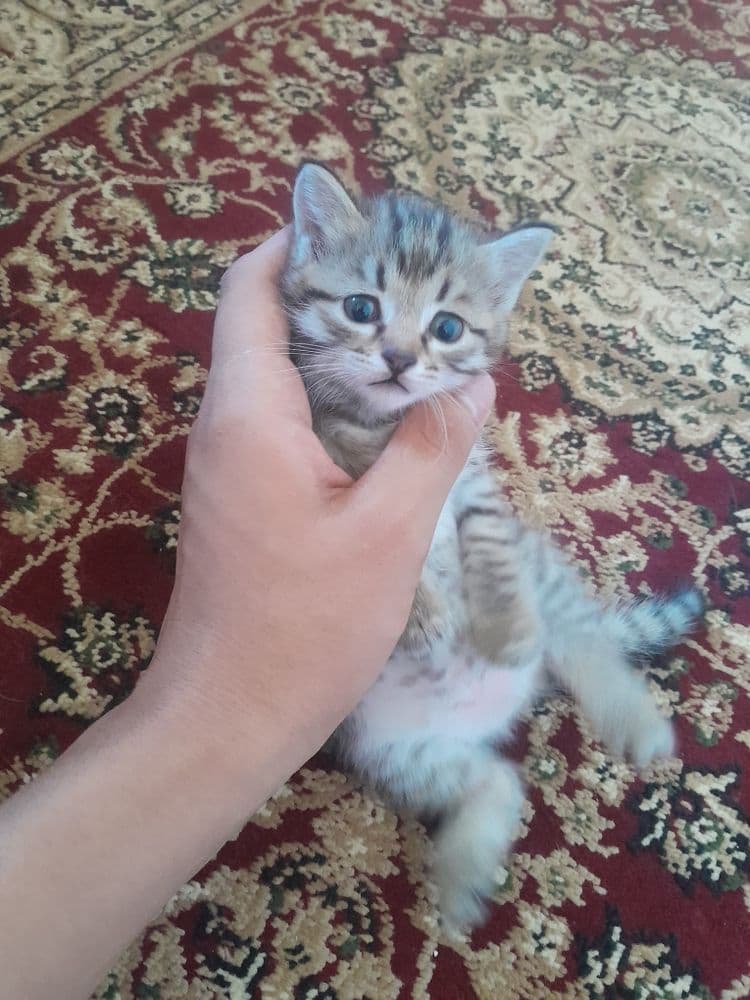 Отдам даром котёнка