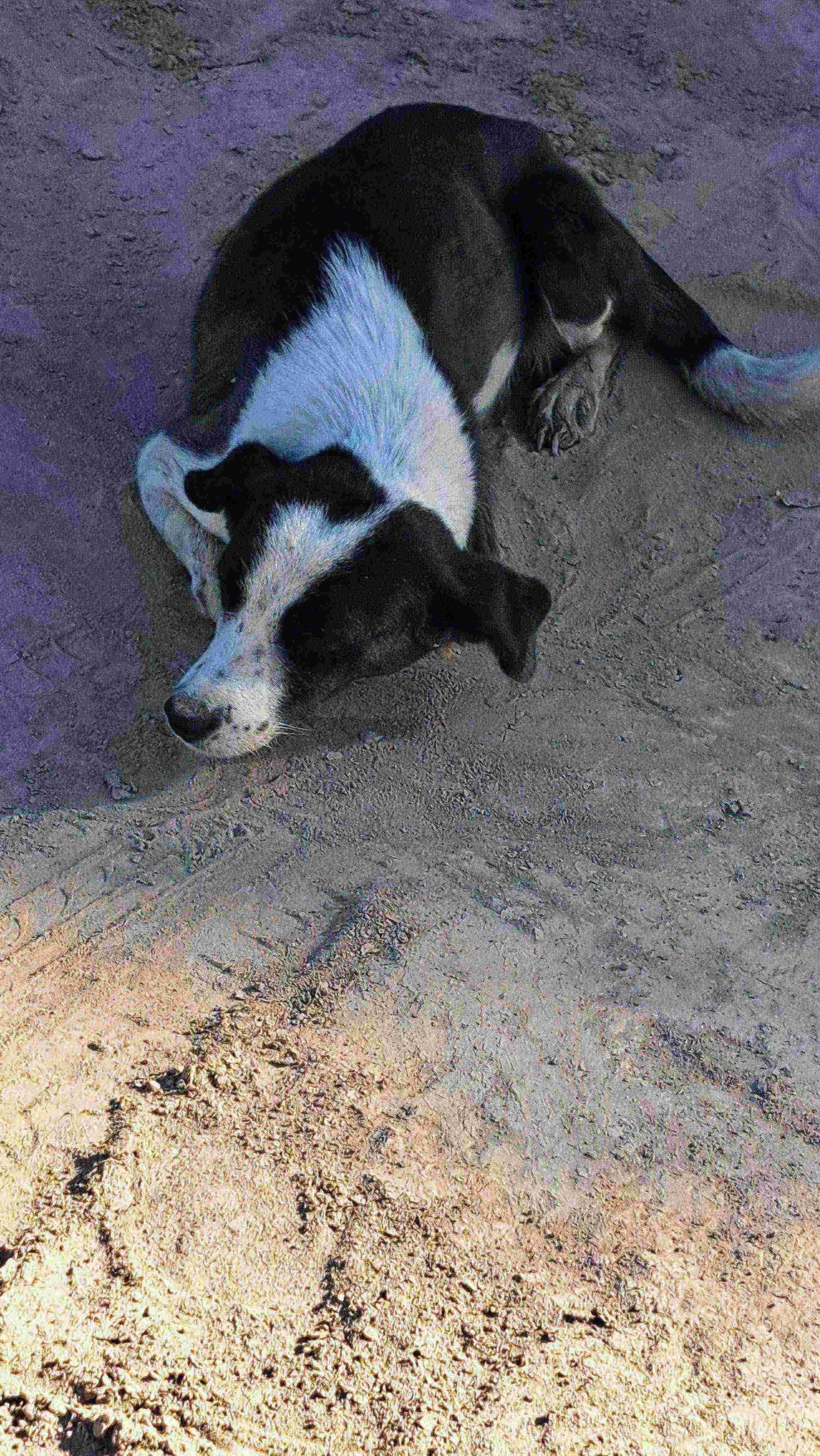 Black and White Neighborhood Dog - Healthy and Friendly
